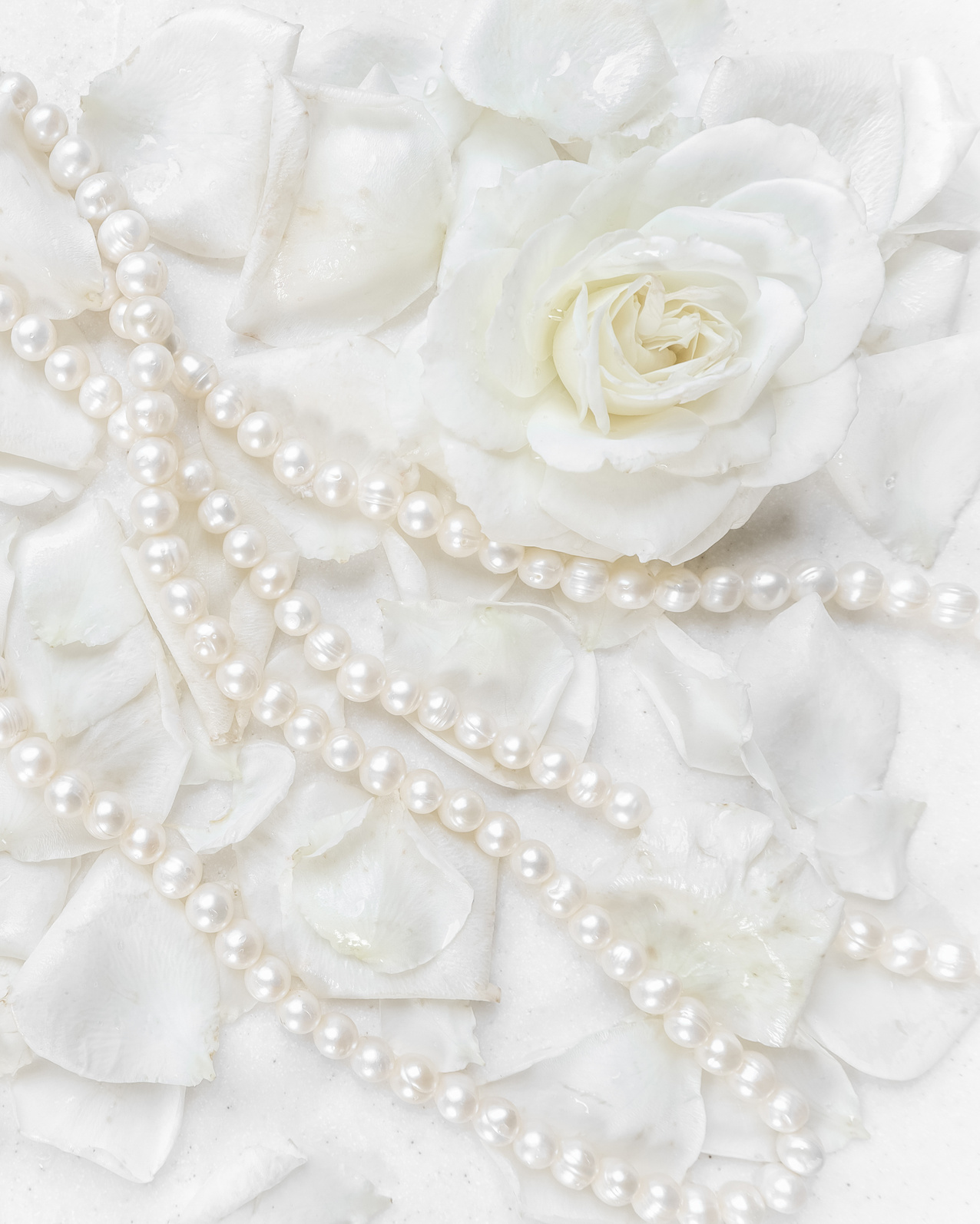 White Rose and Pearl Necklace on White Background